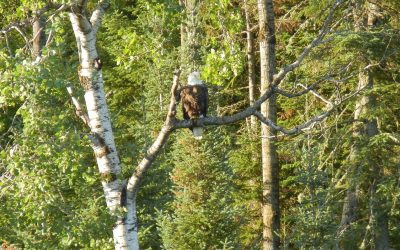 Looking for Eagles